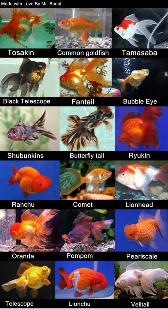 Types of Goldfish Infographic