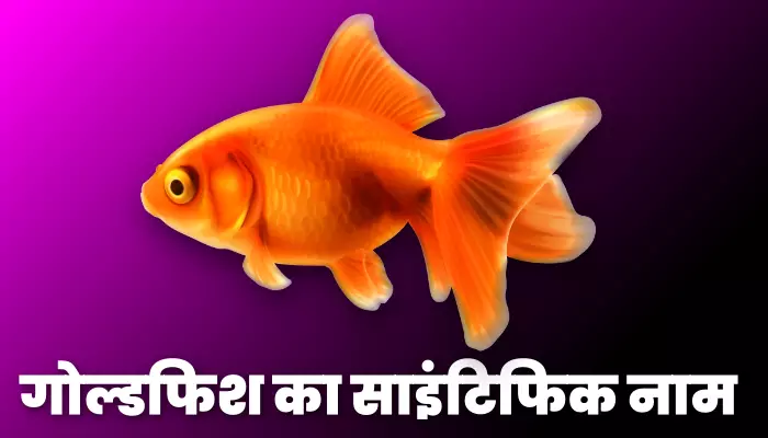Scientific name of Goldfish
